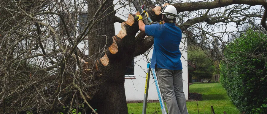 Baumpfleger schneidet mit einer Säge einen Ast von einem Baum